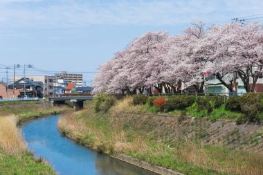 Tottori, Japonya'da çiçek açan Sakura tüneli