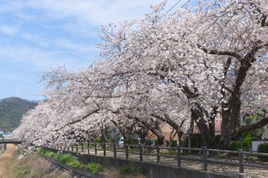 Tottori, Japonya'da çiçek açan Sakura tüneli