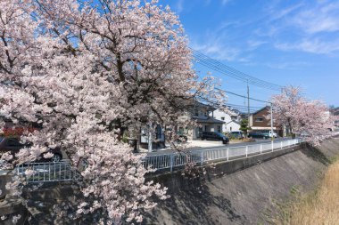 Tottori, Japonya'da çiçek açan Sakura tüneli