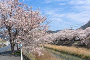 Tottori, Japonya'da çiçek açan Sakura tüneli