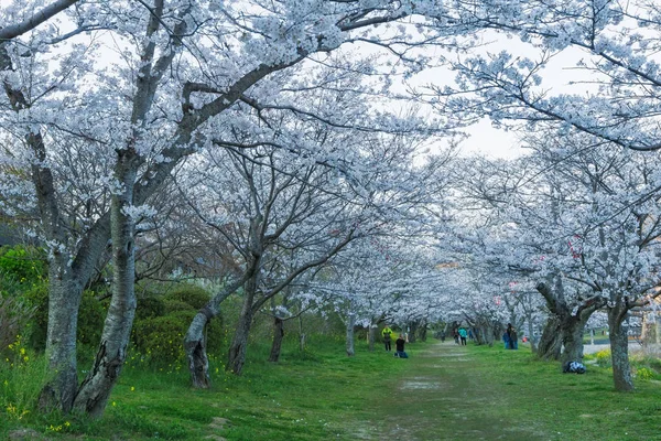 Sakura fiorisce a Iwakuni, Giappone — Foto Stock