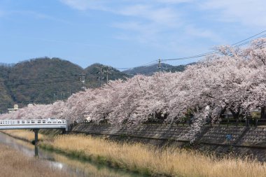 Tottori, Japonya'da çiçek açan Sakura tüneli