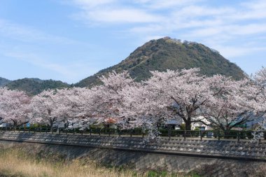 Tottori, Japonya'da çiçek açan Sakura tüneli