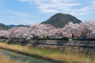 Tottori, Japonya'da çiçek açan Sakura tüneli