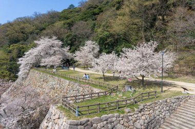 Tottori kale kalıntılarında çiçek açan Sakura, Japonya