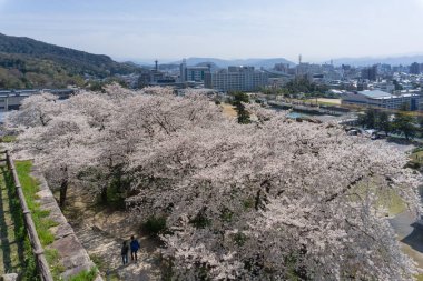 Tottori kale kalıntılarında çiçek açan Sakura, Japonya