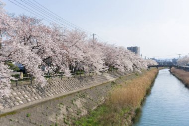 Tottori, Japonya'da çiçek açan Sakura tüneli