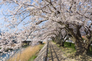 Tottori, Japonya'da çiçek açan Sakura tüneli