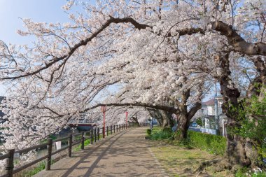 Tottori, Japonya'da çiçek açan Sakura tüneli