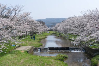 Sakura Tamayugawa Riverbank, Japonya'da çiçek açıyor