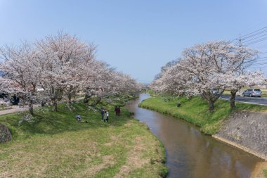 Sakura Tamayugawa Riverbank, Japonya'da çiçek açıyor