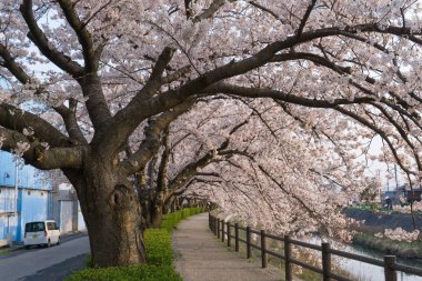 Fukura nehri açan Sakura tüneli, Tottori, Japonya