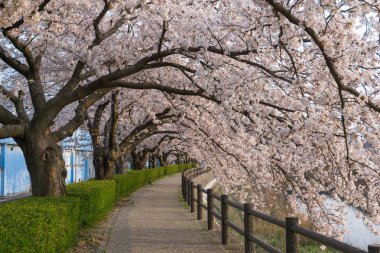 Fukura nehri açan Sakura tüneli, Tottori, Japonya