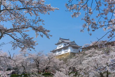 Sakura çiçeklenme mevsimi ile Tsuyama kale