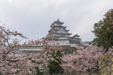 Sakura çiçeklenme sezonu ile Himeji kale