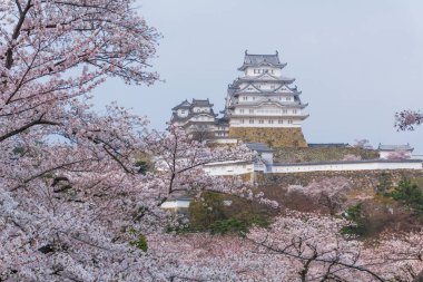 Sakura çiçeklenme sezonu ile Himeji kale