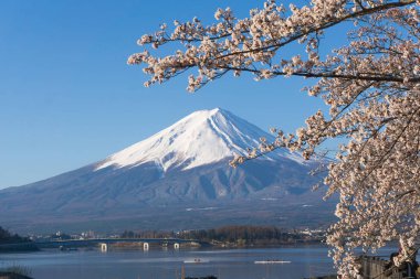 Sakura çiçeklenme sezonu ile Mt.Fuji