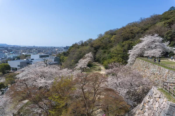 Sakura Blooming bij kasteelruïnes van Tottori, Japan — Stockfoto