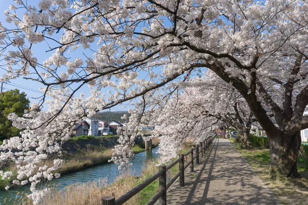 Sakura tunel kwitnący w Tottori, Japonia — Zdjęcie stockowe