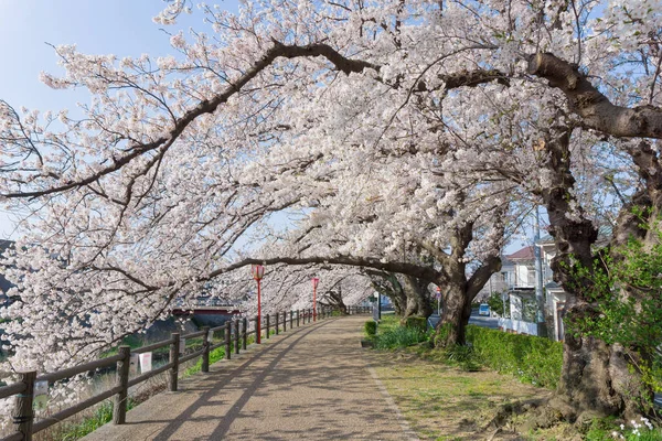 Sakura tunnel blooming at Tottori, Japan — Stock Photo, Image