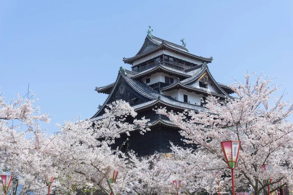 Sakura çiçeklenme sezonu ile Matsue kale.