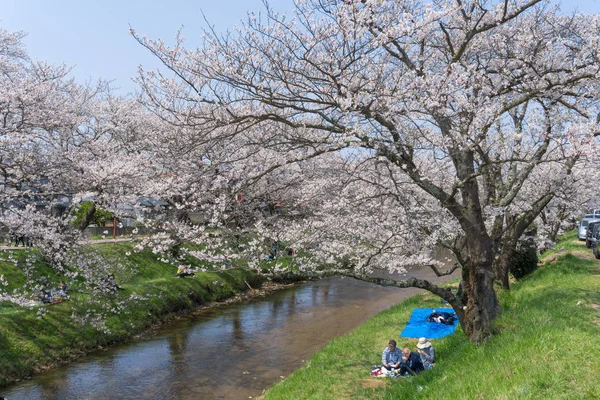 Sakura blooming at Tamayugawa Riverbank, Japan — Stock Photo, Image