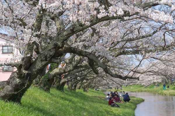 玉湯川河川岸に咲く桜 — ストック写真