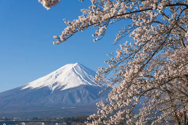 Monte Fuji con sakura temporada de floración —  Fotos de Stock