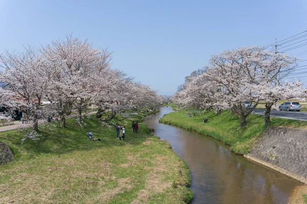 Sakura florece en Tamayugawa Riverbank, Japón Fotos De Stock Sin Royalties Gratis