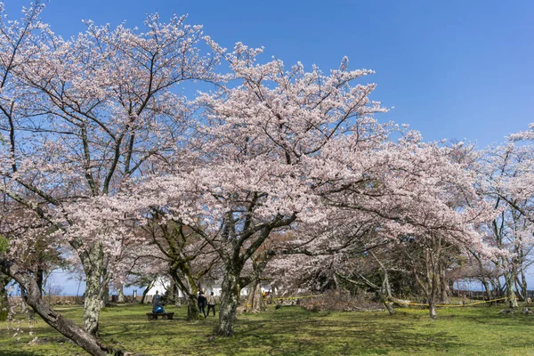 Castillo de Hikone con sakura temporada de floración Fotos De Stock