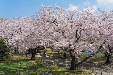 Fukuoka kalesinde çiçek açan Sakura, Japonya