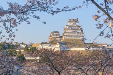 Sakura çiçeklenme sezonu ile Himeji kale