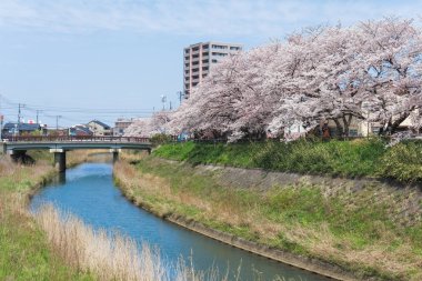 Tottori, Japonya'da çiçek açan Sakura tüneli