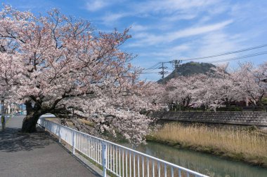 Tottori, Japonya'da çiçek açan Sakura tüneli