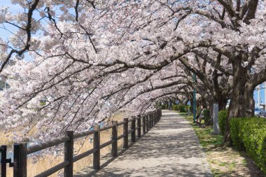Tottori, Japonya'da çiçek açan Sakura tüneli
