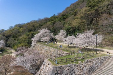 Tottori kale kalıntılarında çiçek açan Sakura, Japonya