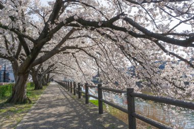 Tottori, Japonya'da çiçek açan Sakura tüneli