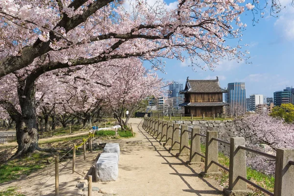 Fukuoka kalesinde çiçek açan Sakura, Japonya