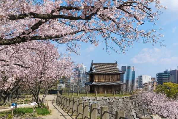 Fukuoka kalesinde çiçek açan Sakura, Japonya