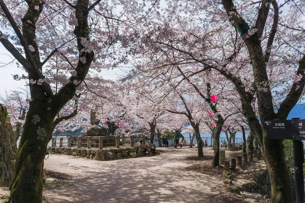 일본 미야지마섬에서 피는 벚꽃 — 스톡 사진
