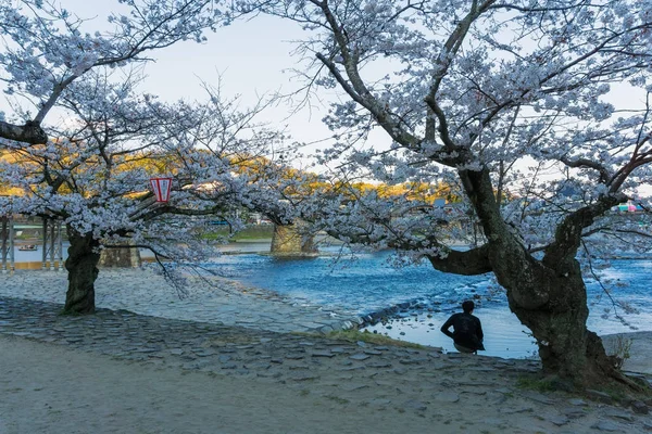 Sakura florescendo em Iwakuni, Japão — Fotografia de Stock