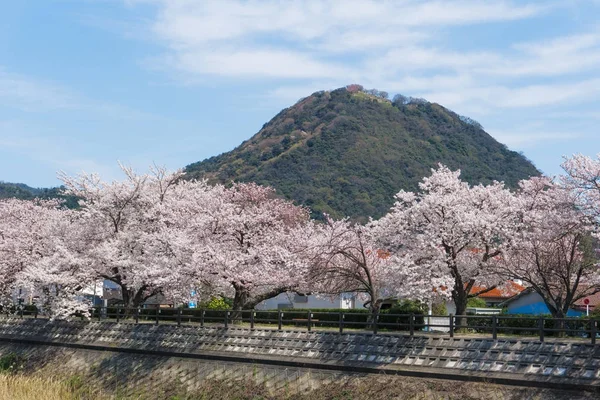 Túnel Sakura floreciendo en Tottori, Japón — Foto de Stock