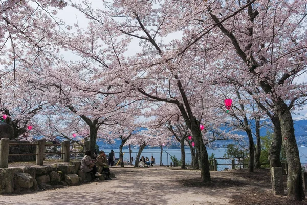 Sakura florece en la isla de Miyajima, Japón Imagen De Stock