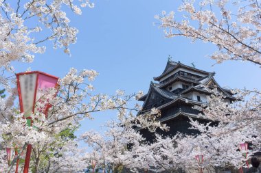 Sakura çiçeklenme sezonu ile Matsue kale.