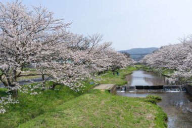 Sakura Tamayugawa Riverbank, Japonya'da çiçek açıyor