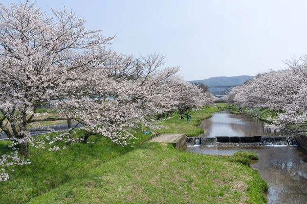 Sakura blooming at Tamayugawa Riverbank, Japan — Stock Photo, Image