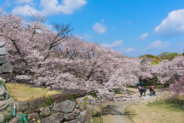 Fukuoka kalesinde çiçek açan Sakura, Japonya
