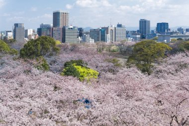 Fukuoka kalesinde çiçek açan Sakura, Japonya