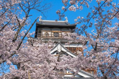 Sakura çiçek açan Hiroşima kale