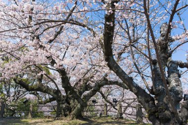 Fukuoka kalesinde çiçek açan Sakura, Japonya